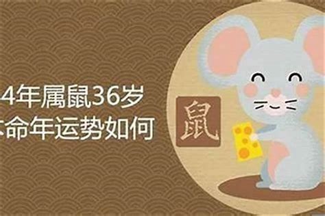 木鼠命|84年属鼠是什么命 84年属鼠的人和什么属相合